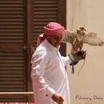 Falconry in Qatar