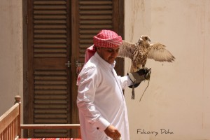 Falconry in Qatar