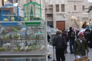 Pet shops in the souq